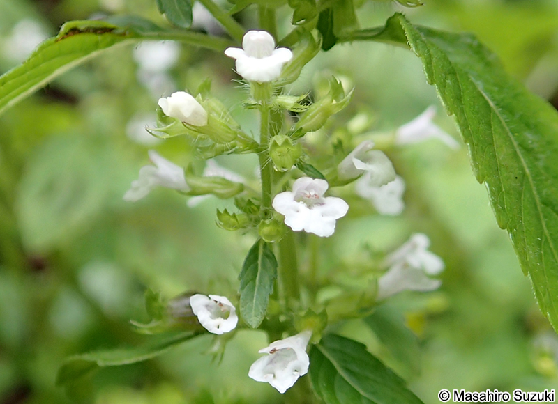 イヌトウバナ Clinopodium micranthum