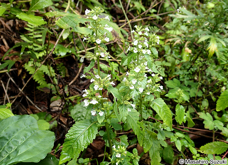 イヌトウバナ Clinopodium micranthum
