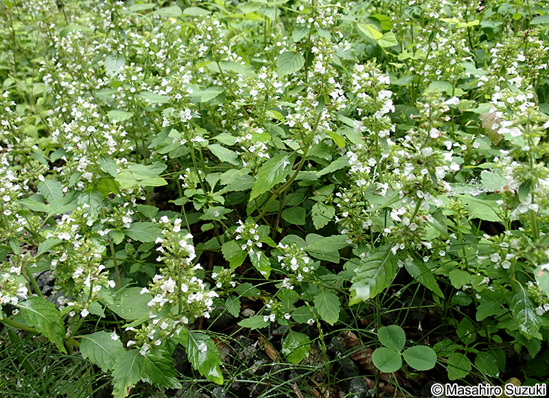 イヌトウバナ Clinopodium micranthum