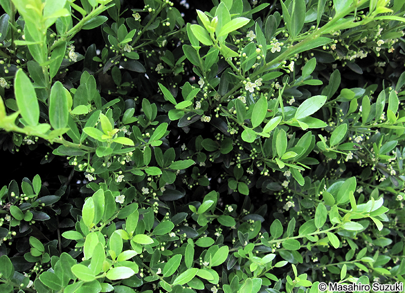 イヌツゲ Ilex crenata