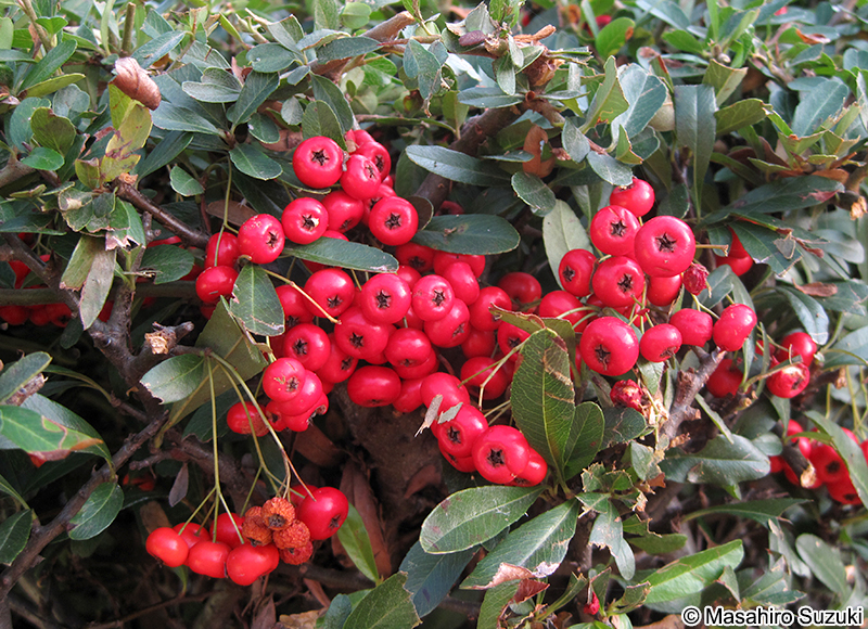 イヌツゲの果実