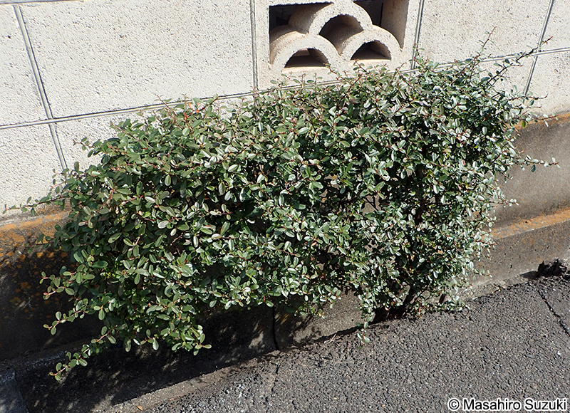 イヌツゲ Ilex crenata