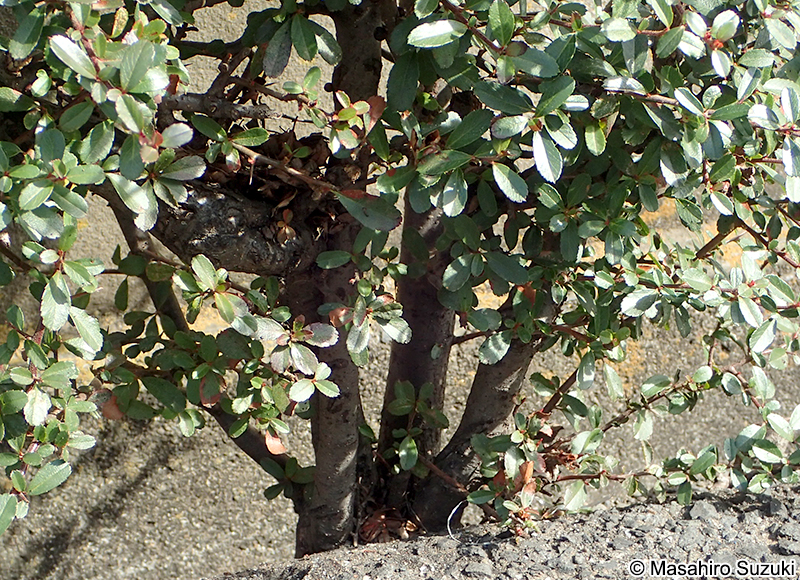 イヌツゲ Ilex crenata