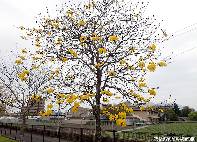 コガネノウゼン（イッペイ） Handroanthus chrysotrichus