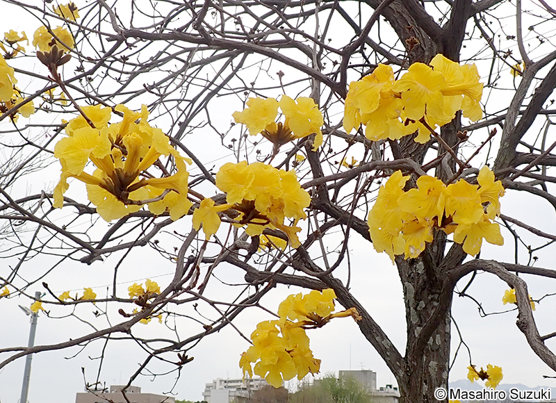 コガネノウゼン（イッペイ） Handroanthus chrysotrichus