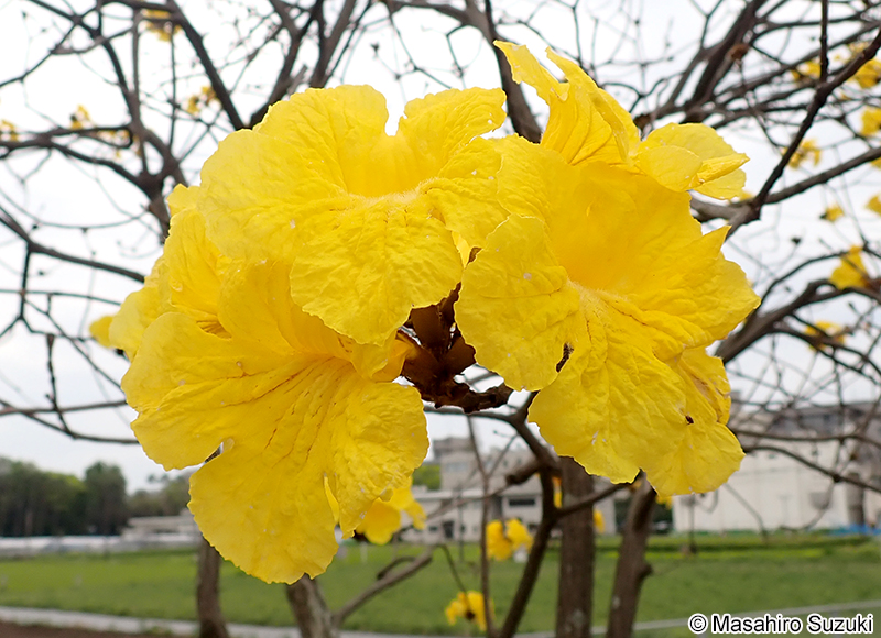コガネノウゼン（イッペイ） Handroanthus chrysotrichus