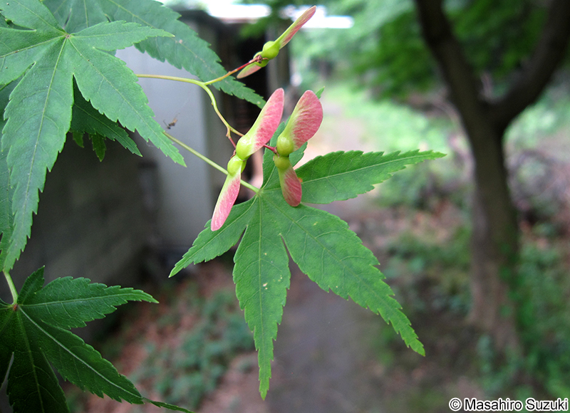 イロハモミジ Acer palmatum