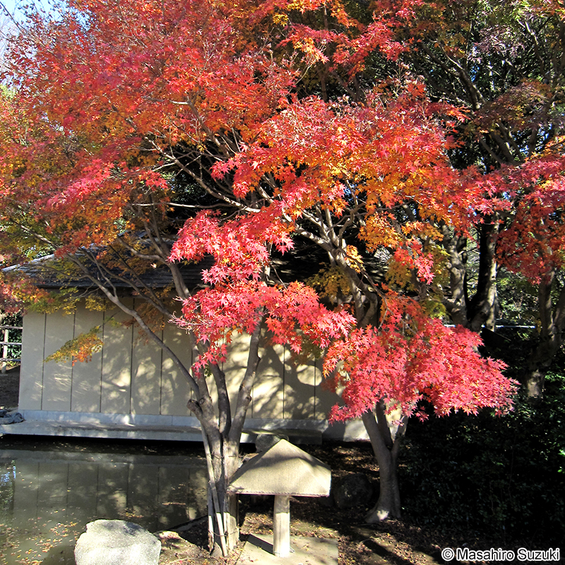 イロハモミジ Acer palmatum