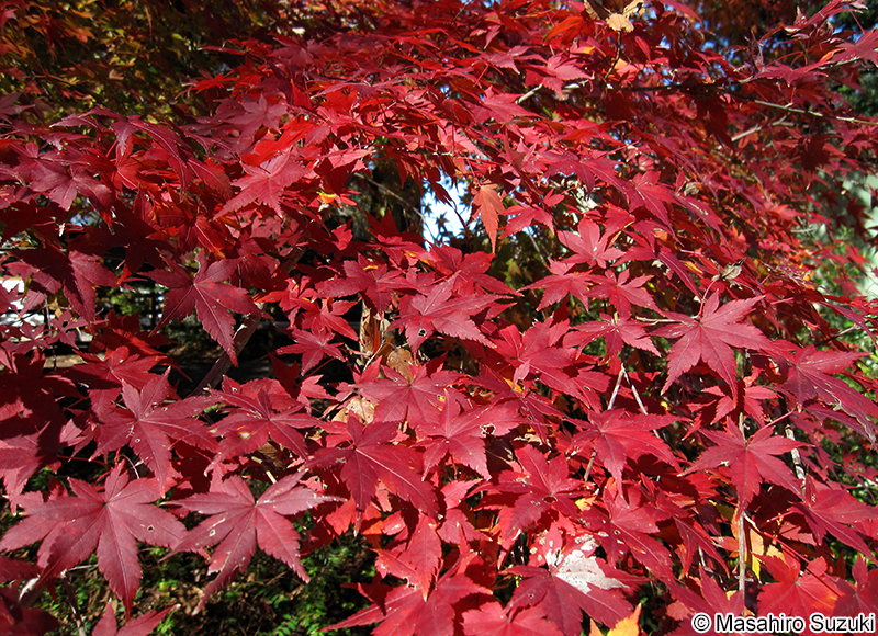 イロハモミジの紅葉