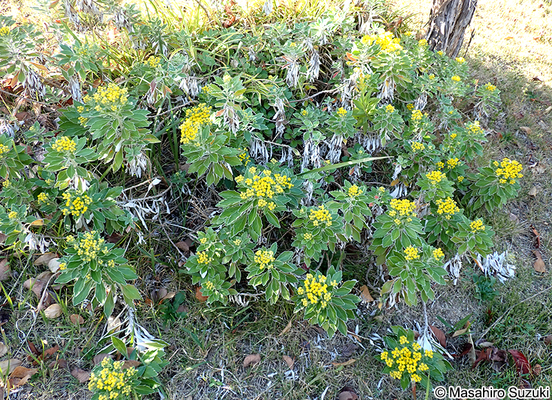 イソギク Chrysanthemum pacificum