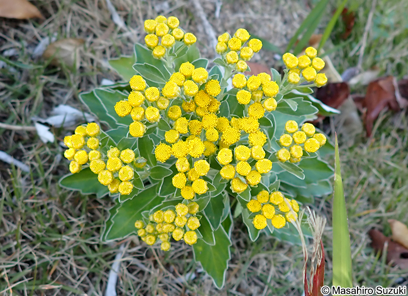 イソギク Chrysanthemum pacificum