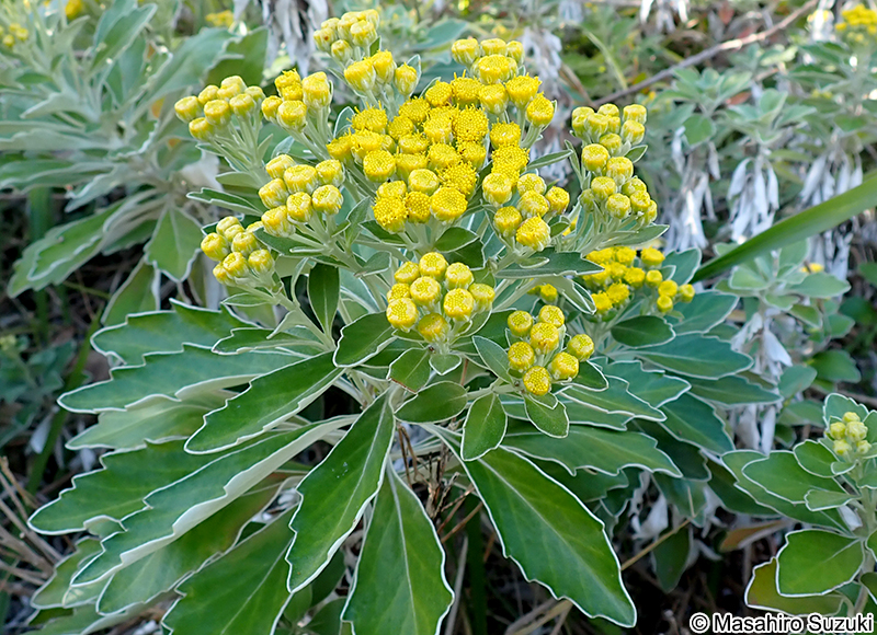 イソギク Chrysanthemum pacificum