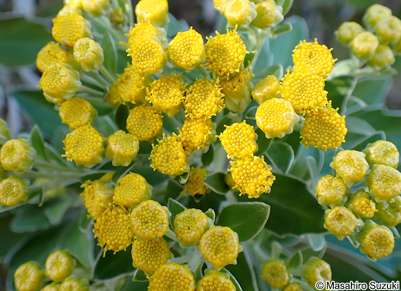 イソギク Chrysanthemum pacificum
