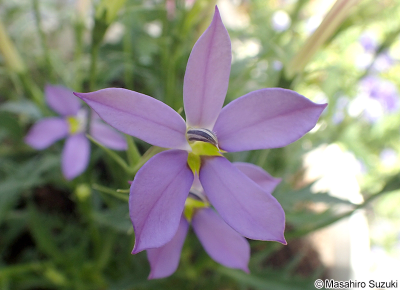 イソトマ Isotoma axillaris