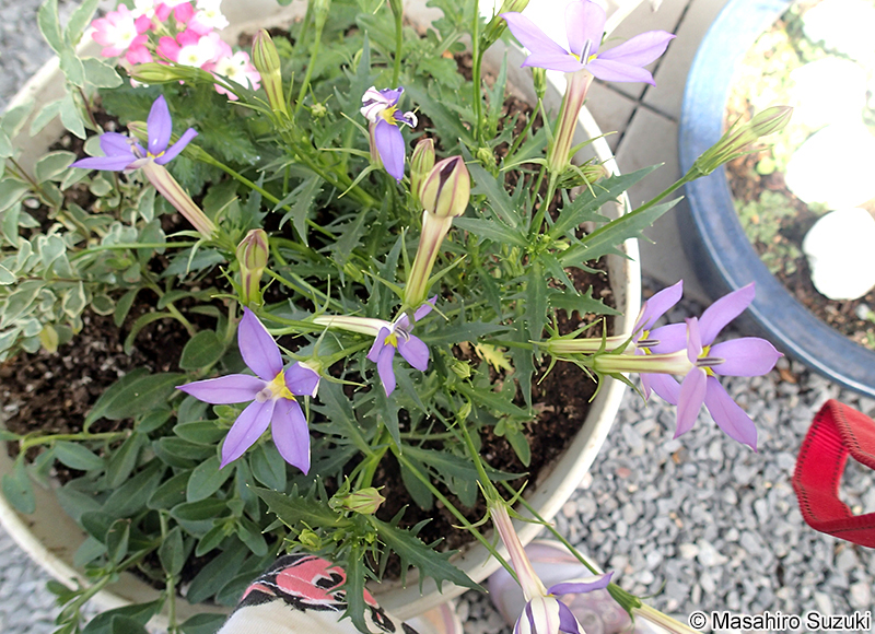 イソトマ Isotoma axillaris