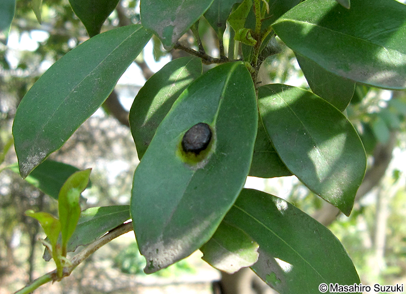 イスノキ Distylium racemosum