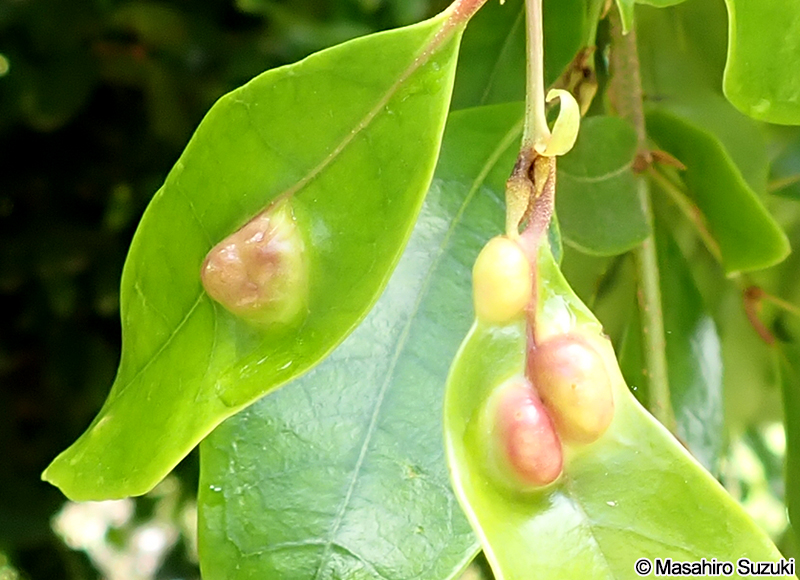 イスノキ Distylium racemosum