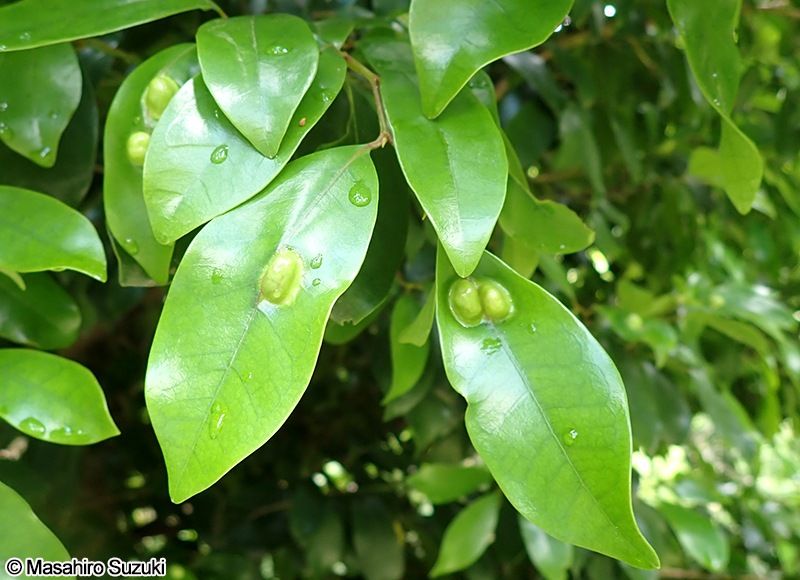 イスノキ Distylium racemosum