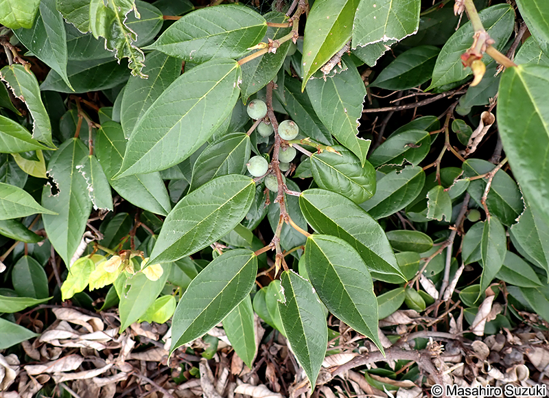 イタビカズラ Ficus sarmentosa subsp. nipponica