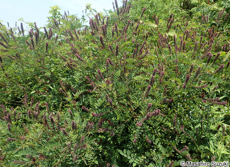 イタチハギ Amorpha fruticosa