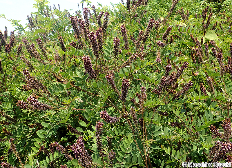 イタチハギ Amorpha fruticosa