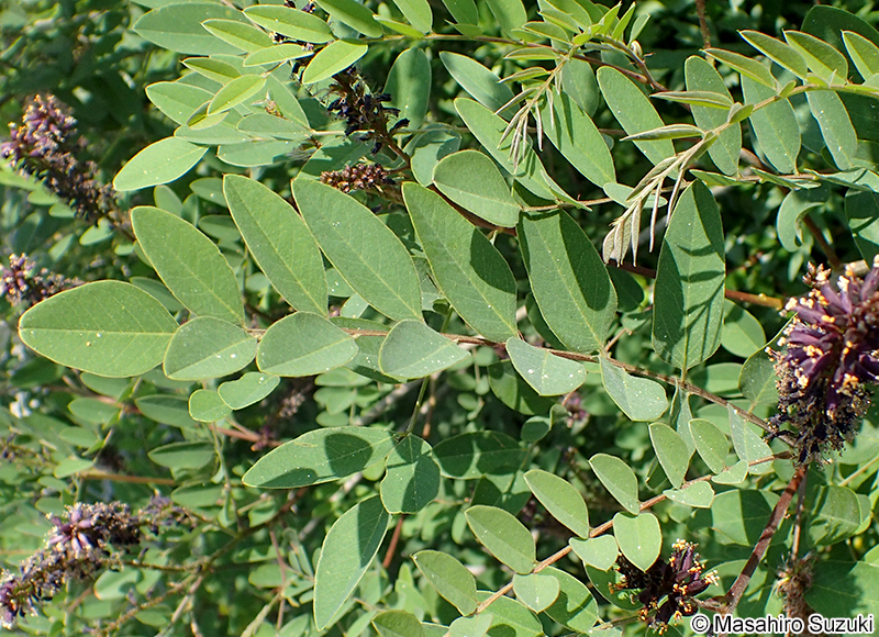 イタチハギ Amorpha fruticosa