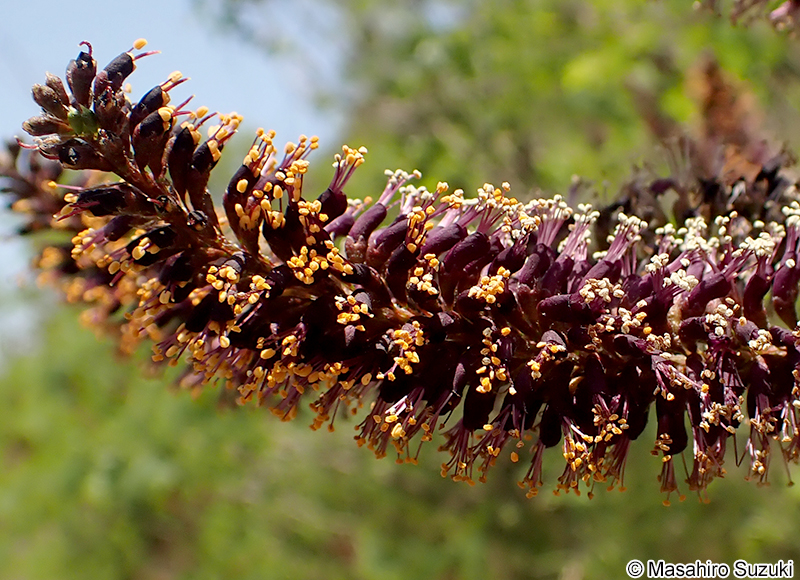 イタチハギ Amorpha fruticosa
