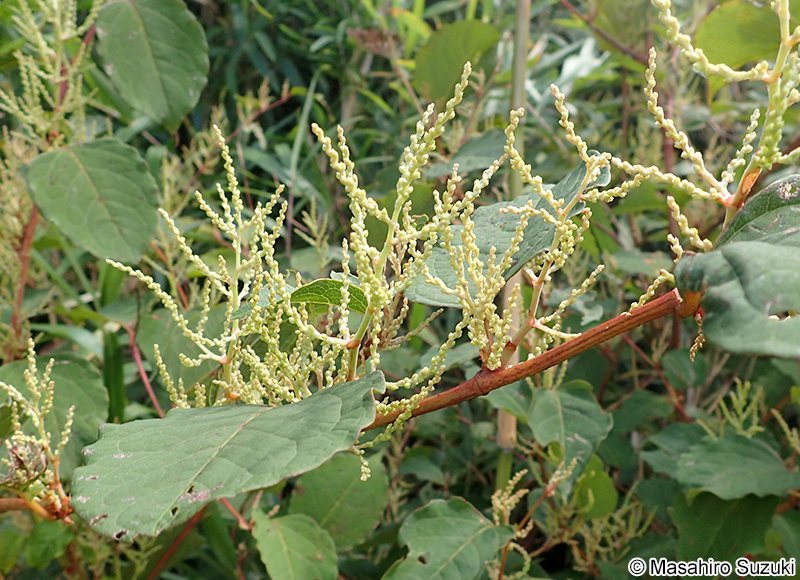 イタドリ Fallopia japonica
