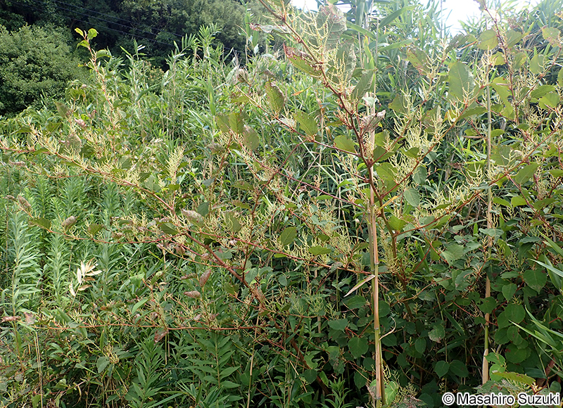 イタドリ Fallopia japonica