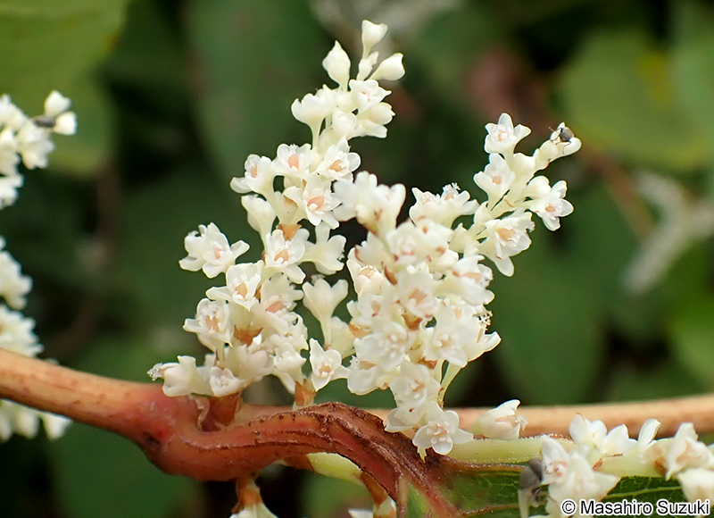 イタドリ Fallopia japonica