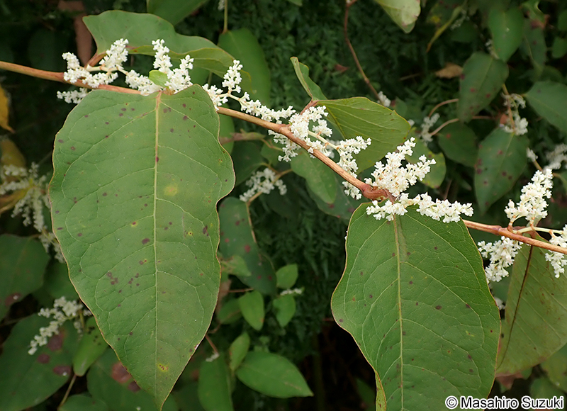 イタドリ Fallopia japonica