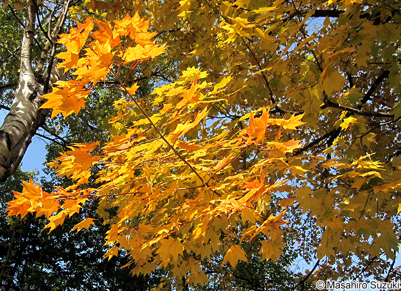 イタヤカエデ Acer pictum