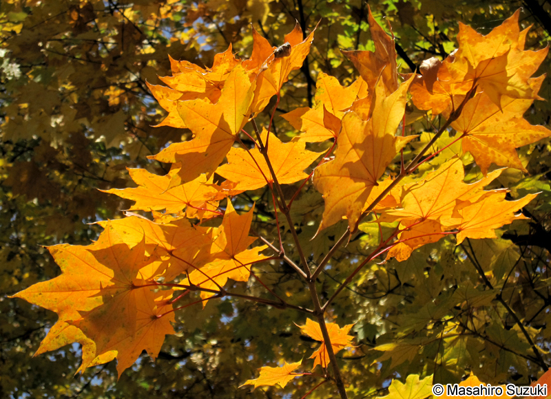 イタヤカエデ Acer pictum