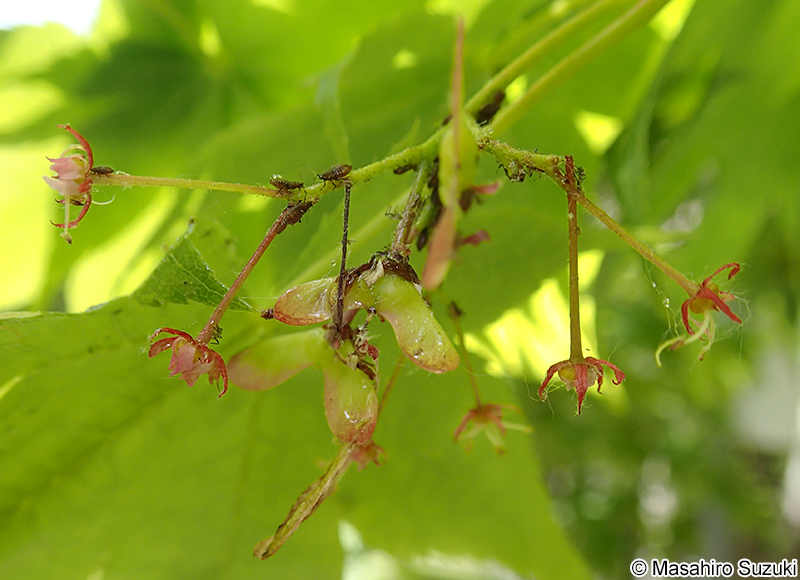 イタヤカエデ Acer pictum