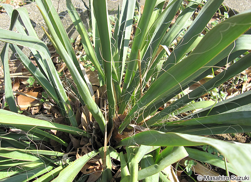 イトラン Yucca flaccida