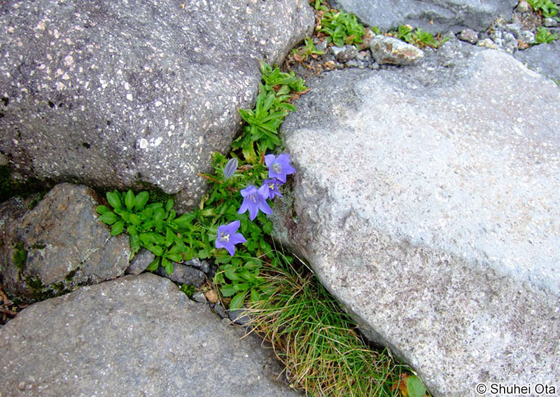 イワギキョウ Campanula lasiocarpa