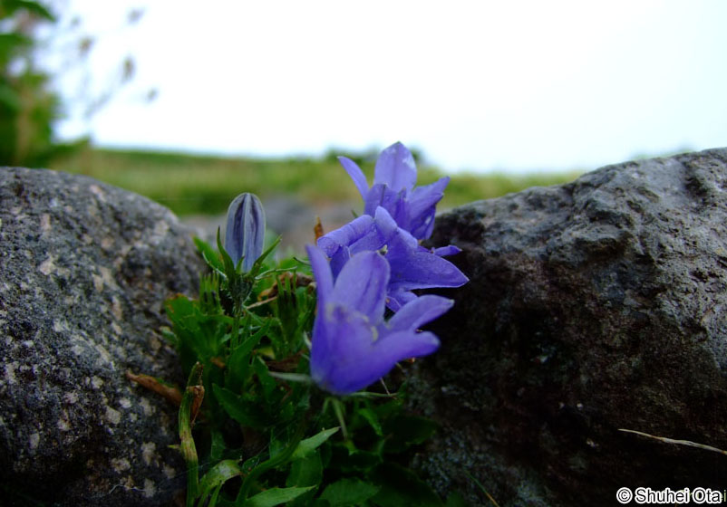 イワギキョウ Campanula lasiocarpa