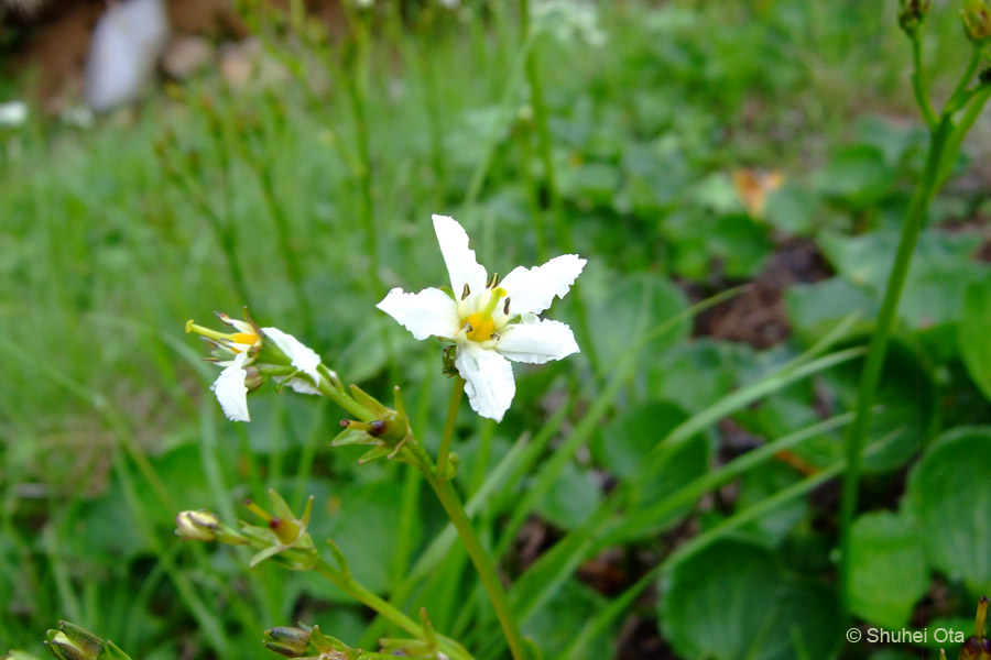 イワイチョウ Nephrophyllidium crista-galli subsp. japonicum