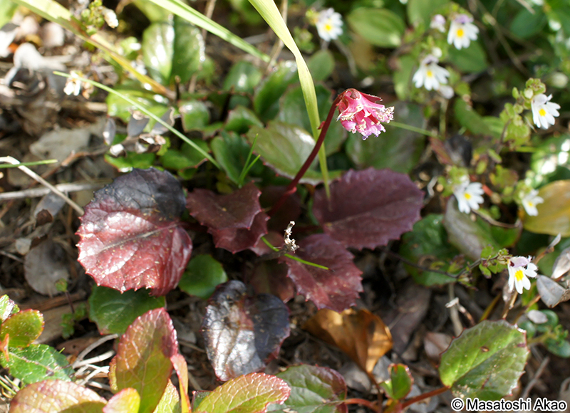 コイワカガミ Schizocodon soldanelloides f. alpinus