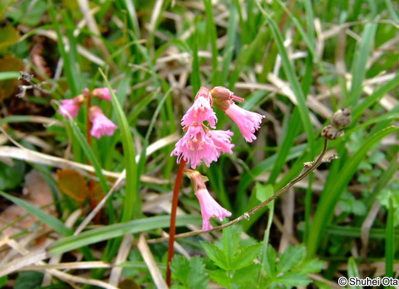 コイワカガミ Schizocodon soldanelloides f. alpinus