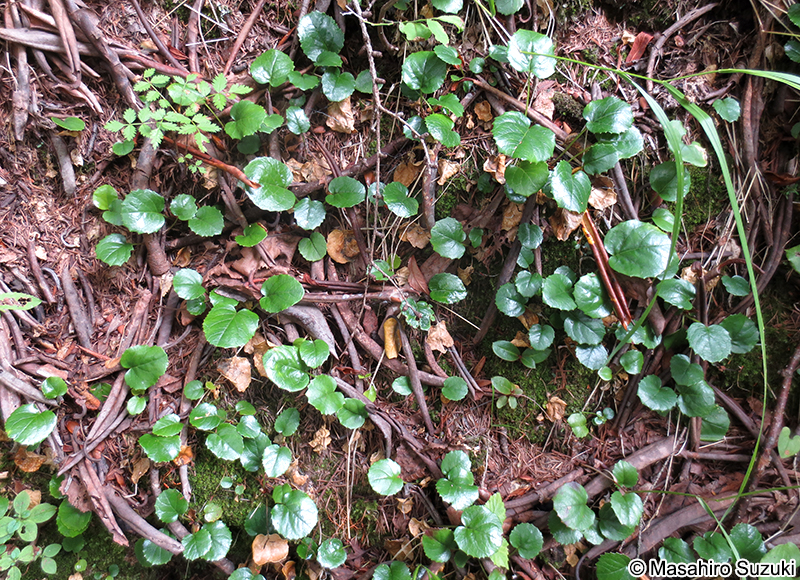 イワカガミ Schizocodon soldanelloides