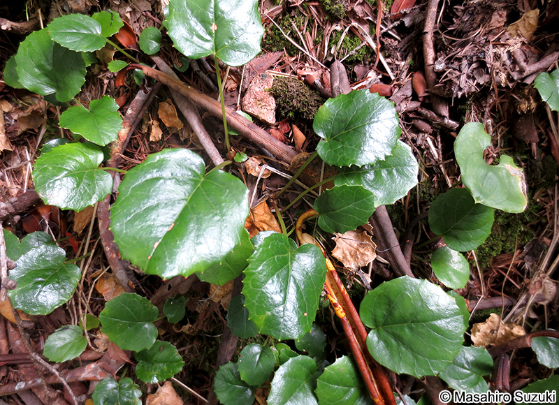 イワカガミ Schizocodon soldanelloides