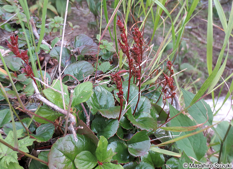 コイワカガミ Schizocodon soldanelloides f. alpinus