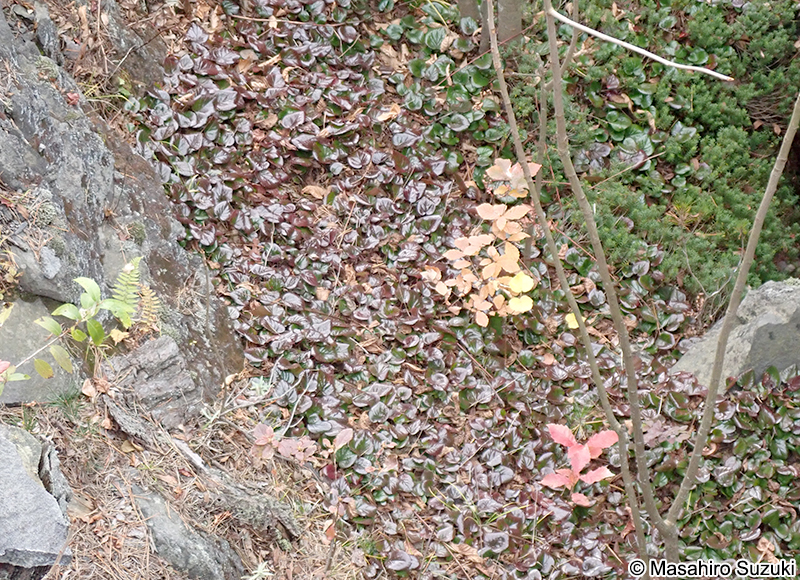 イワカガミ Schizocodon soldanelloides