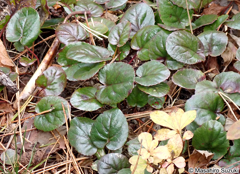 イワカガミ Schizocodon soldanelloides