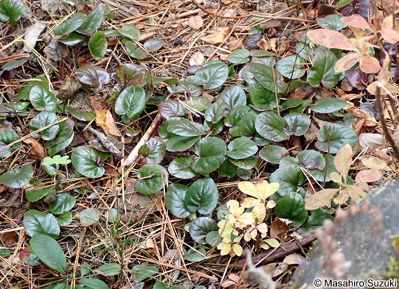 イワカガミ Schizocodon soldanelloides