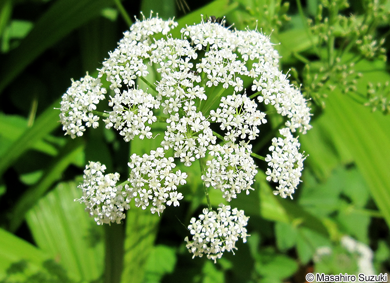 イワミツバ Aegopodium podagraria