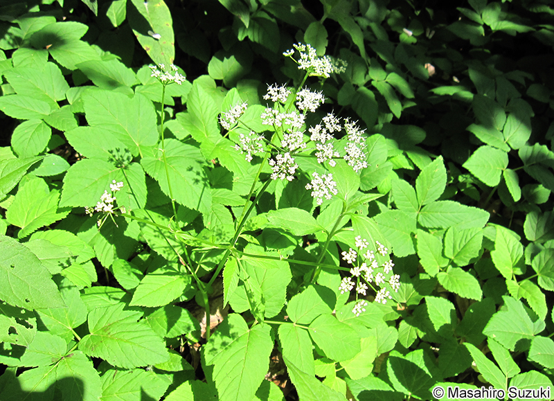 イワミツバ Aegopodium podagraria