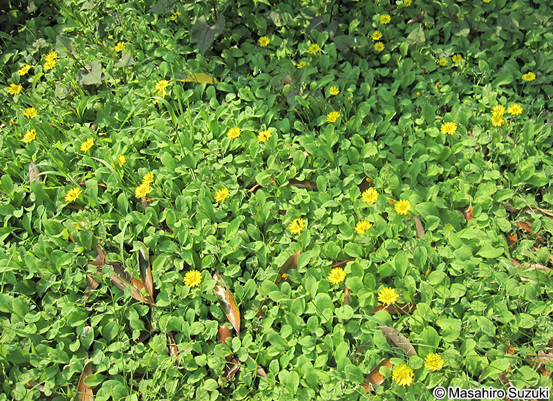 イワニガナ（ジシバリ） Ixeris stolonifera