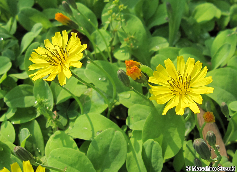 イワニガナ（ジシバリ） Ixeris stolonifera